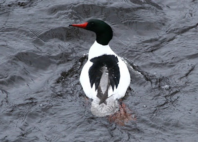 common merganser male