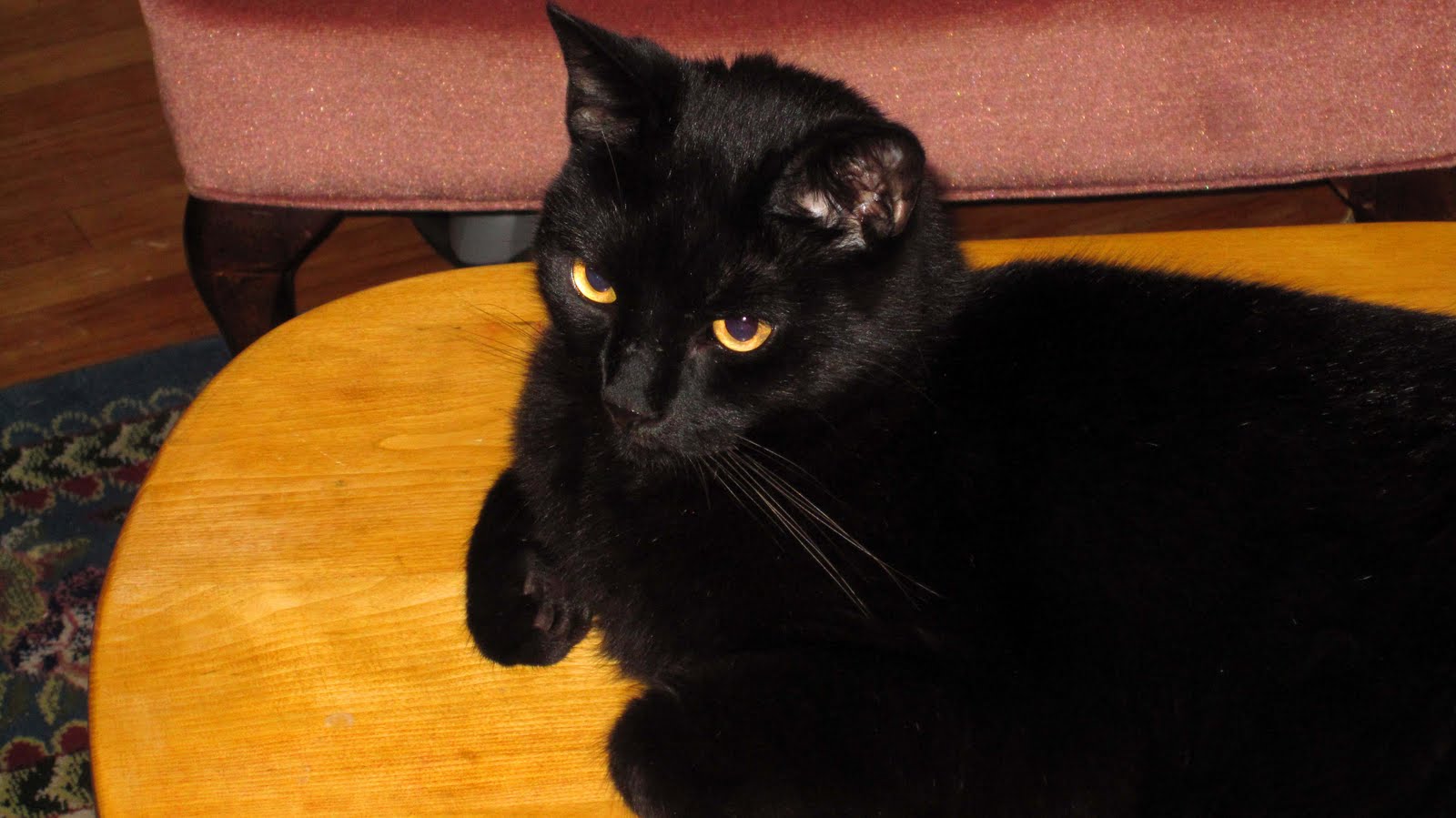 Cat Shakey Eyes Cat Shakey Eyes