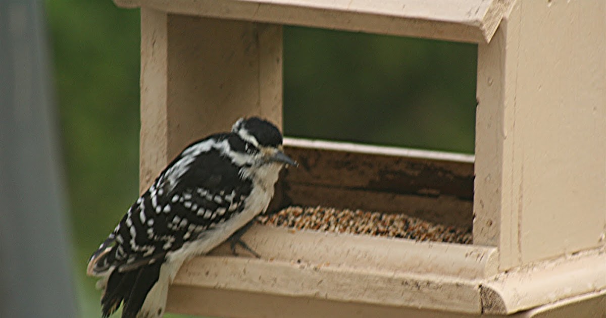 nature tales and camera trails Woodpecker feeding on bird food?