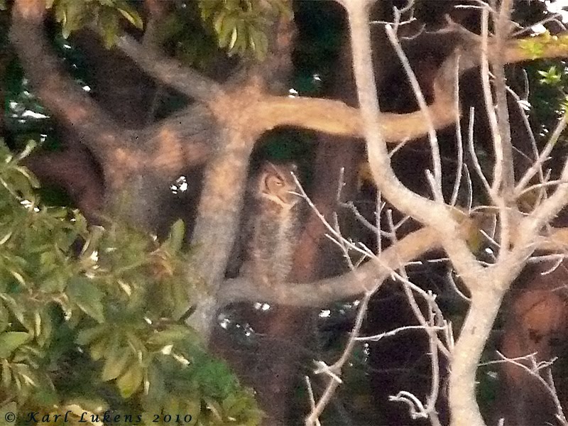 dollar bill owl spider. one dollar bill owl or spider. dollar bill owl spider.