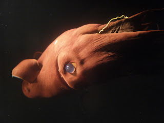 Vampyroteuthis infernalis Vampyroteuthis infernalis