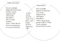 Photosynthesis And Cellular Respiration Venn Diagram Photosynthesis And Cellular Respiration Venn Diagram