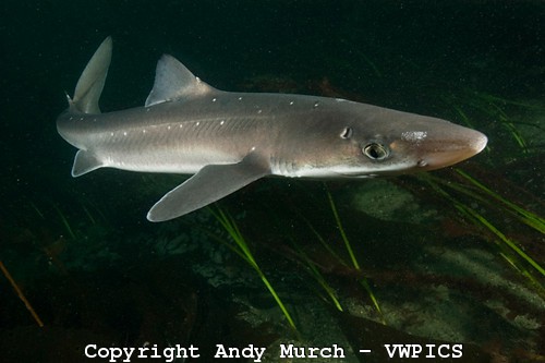 Spiny+dogfish+shark+habitat
