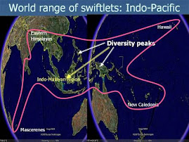 World Range of Swiftlet Population