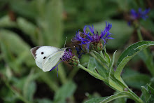 More photographs by Shepshed's Chris Walker