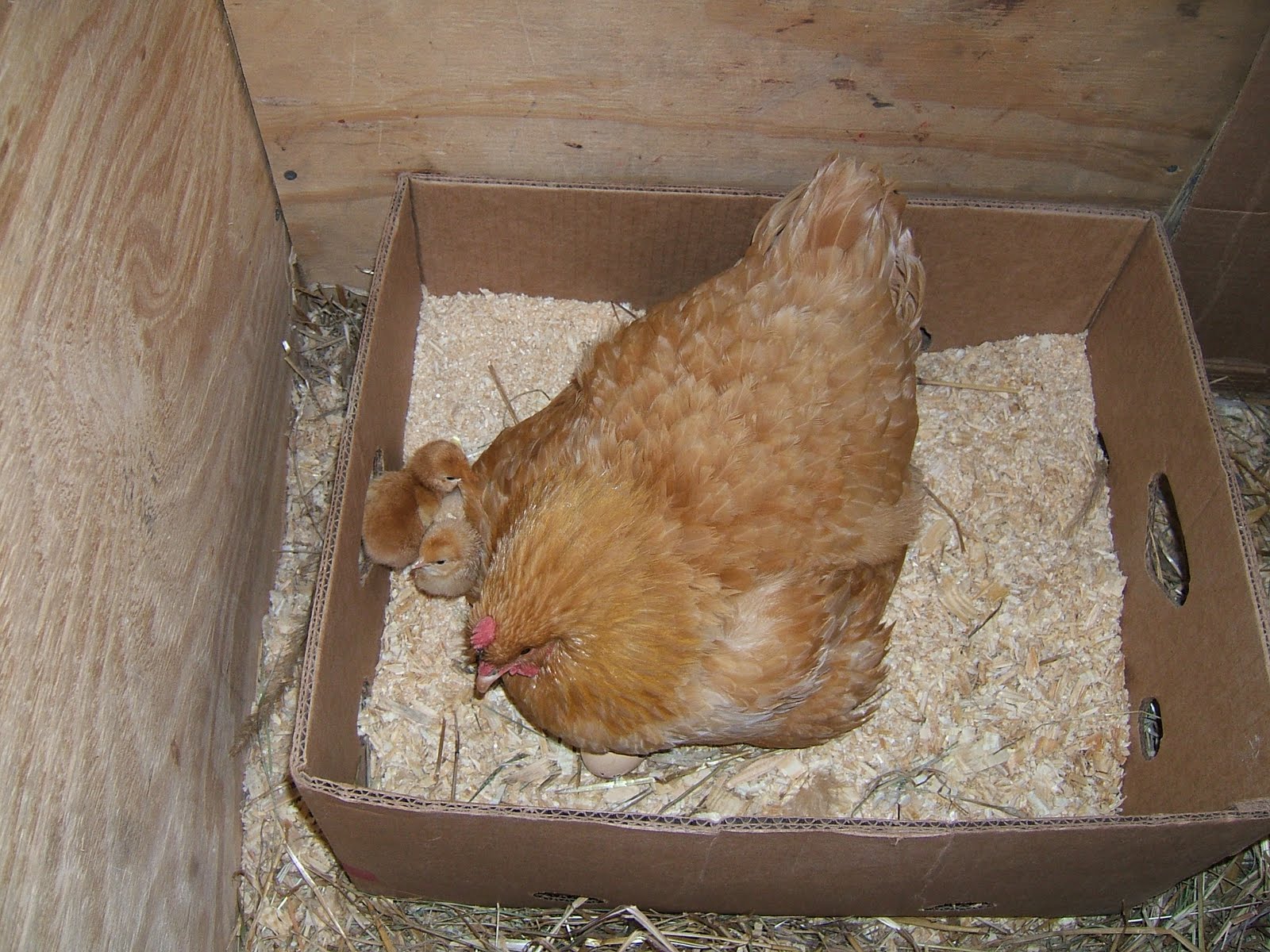 Q & A Can someone make a hen go broody? Community Chickens