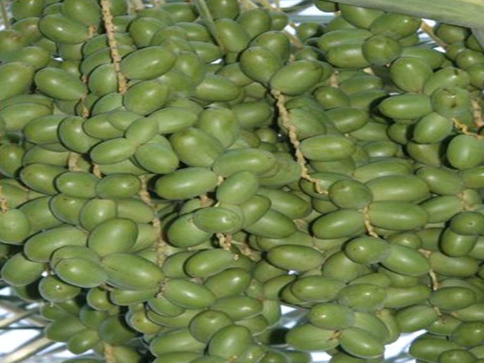 CT: BUAH KABUNG