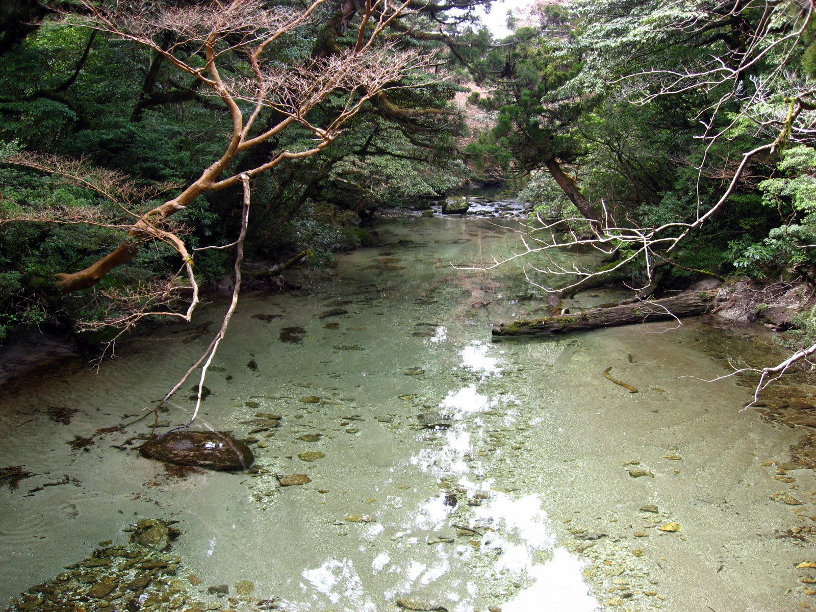 [yakushima_0311_0666.jpg]