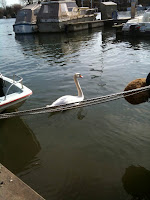 hungry swan