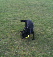 Sumo in action