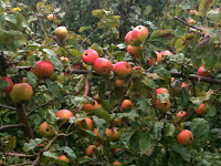Unknown apples