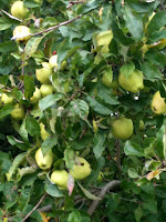 Unknown apples