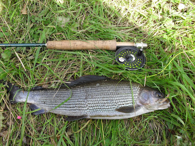 another  grayling from the eden