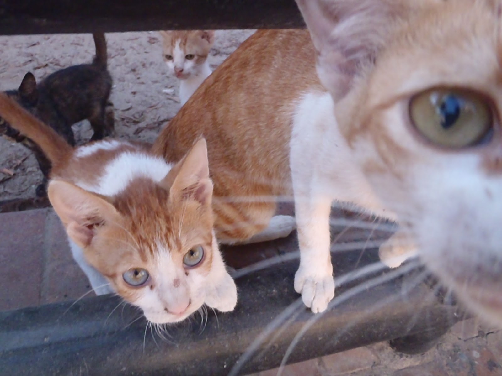 MY LATEST ADVENTURE AROUND EGYPT: cats in egypt
