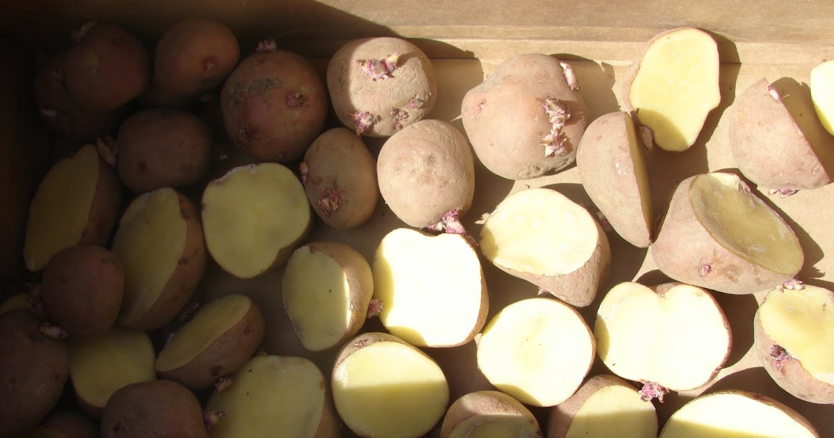 Daily Harvest Farm No till potatoes