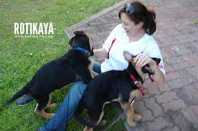 Sumber Informasi Islam Terkini Hukum Memegang Babi Anjing