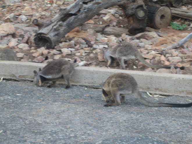 rock wallabys
