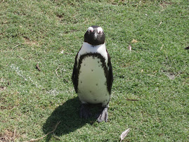Cute penguin!