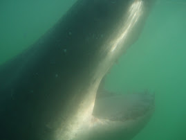 Close encounter!