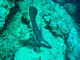 Batfish on my last dive