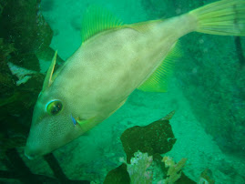 Friendly Triggerfish