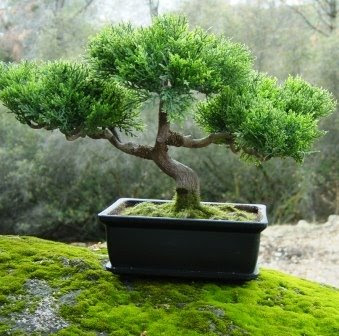 Mini Bonsai on You Could Have Their Names Written One On Top Of The Other In A