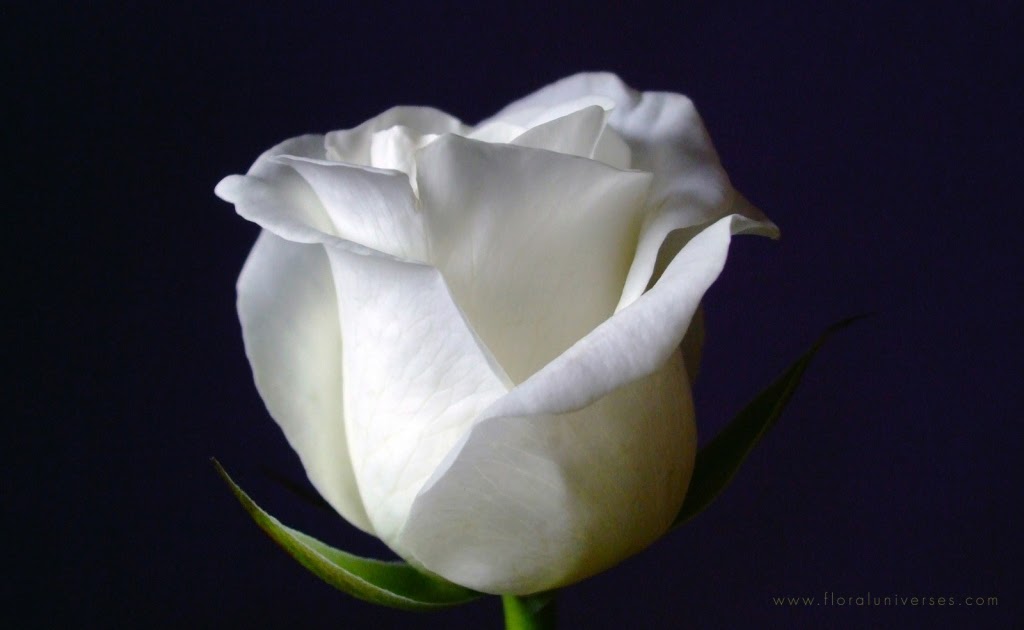 Descargando la Memoria/Unloading the Memory José Martí Cultivo una