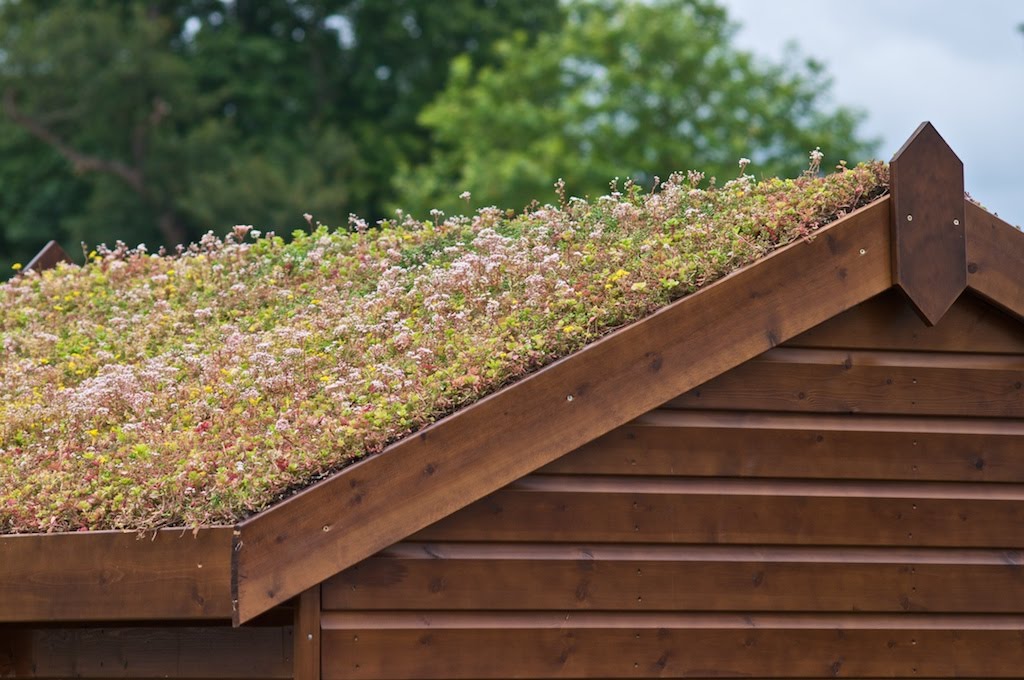 Living Roof Shed