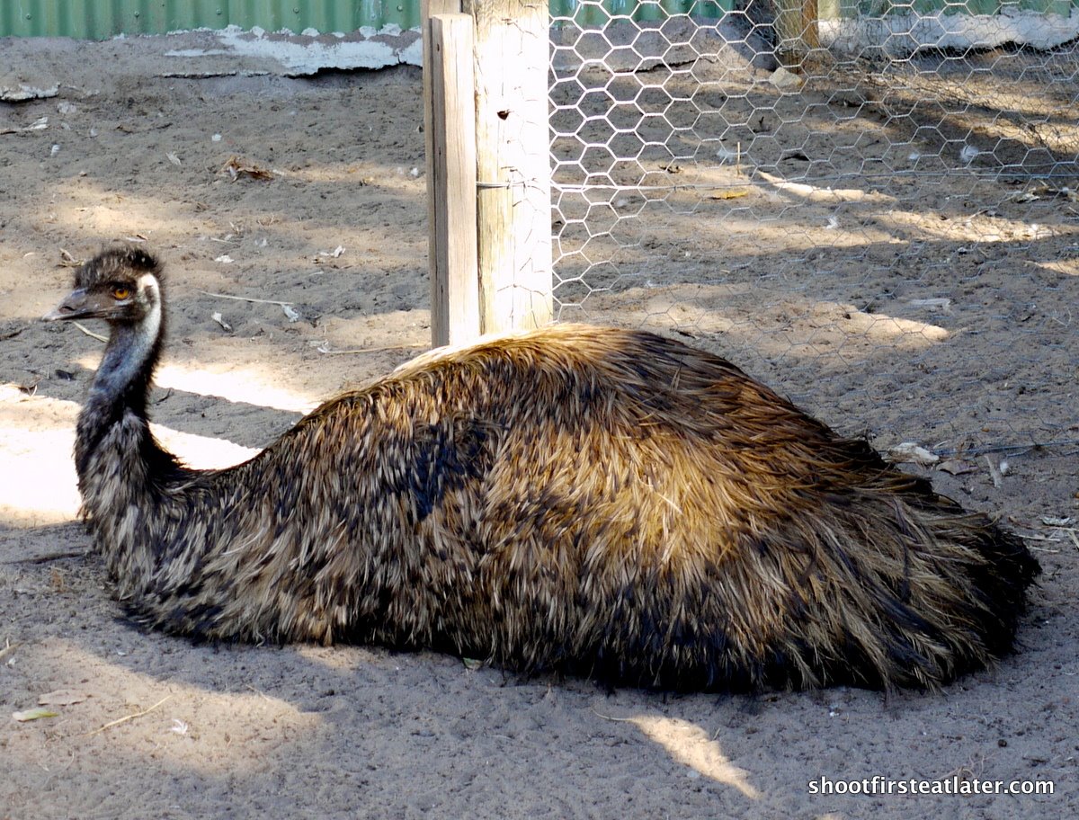 [Cuddly+farms-17.JPG]