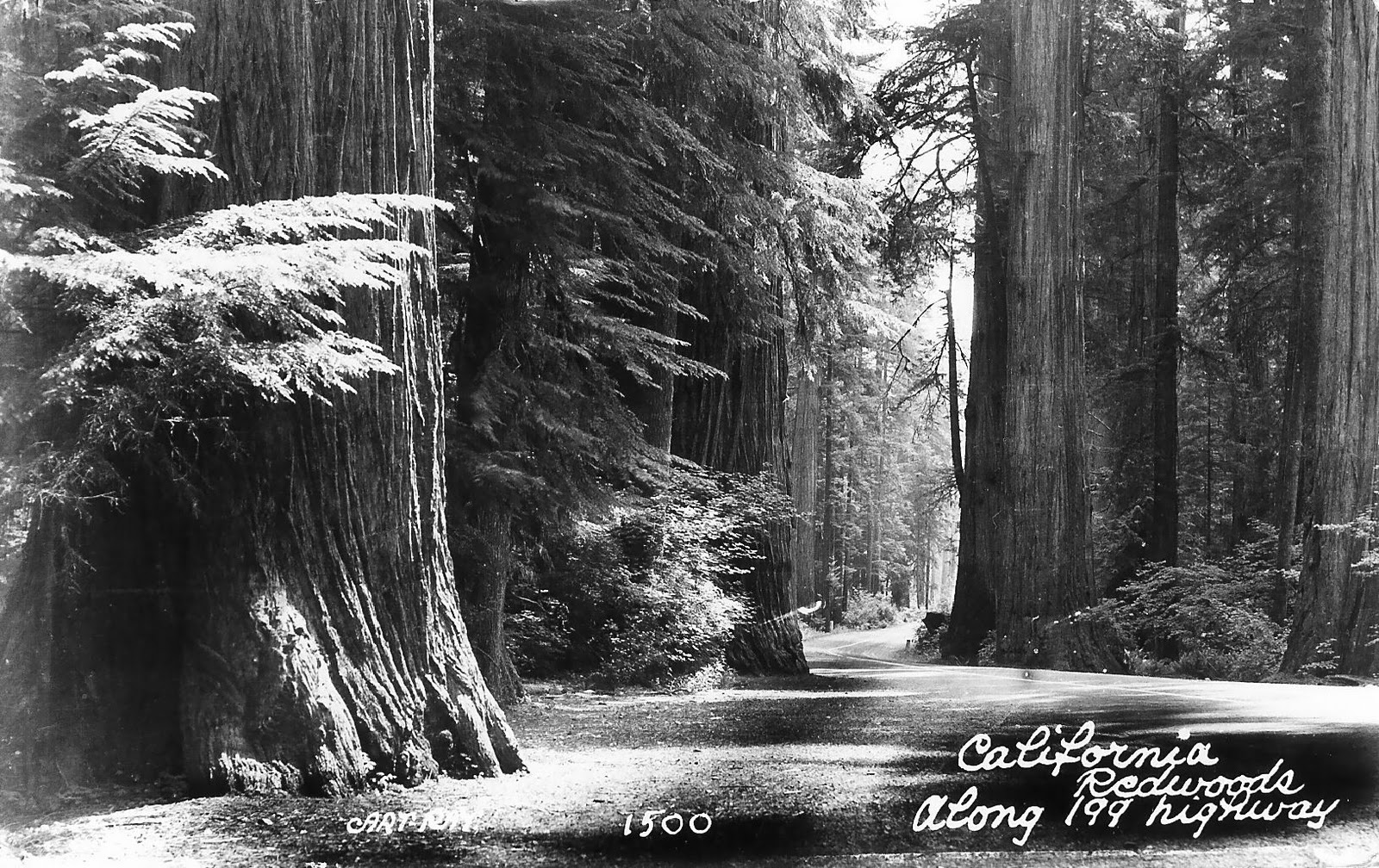 Writerquake Old Postcard WednesdayCalifornia Redwoods along 199 highway