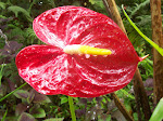 Flower at Hilo Free Zoo