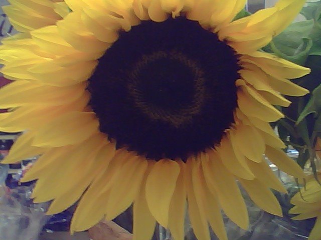 [flower.bmp]