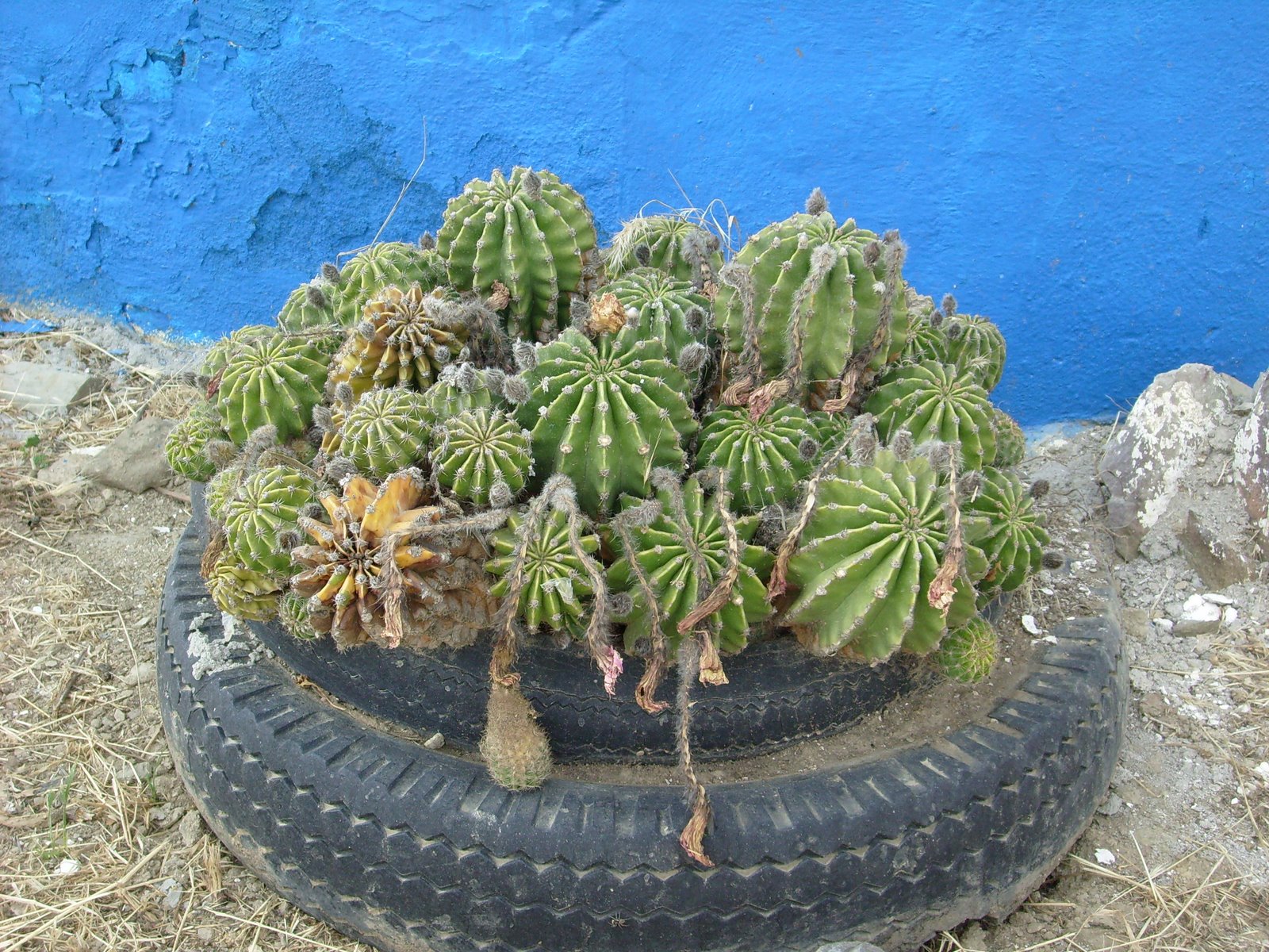 [cactus.JPG]
