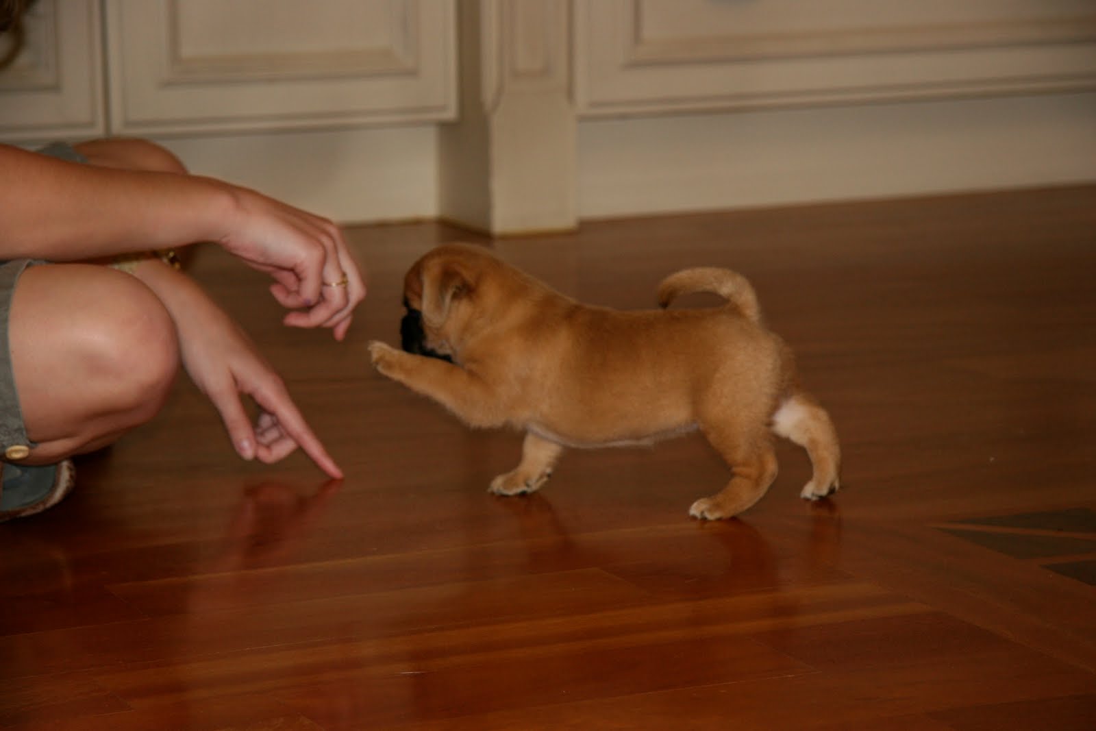 Puggle Names