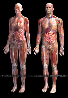 gender+Human-anatomy-zygote.jpg