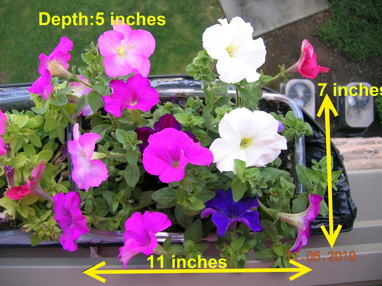 Have i planted too many petunia in this container? • HelpfulGardener