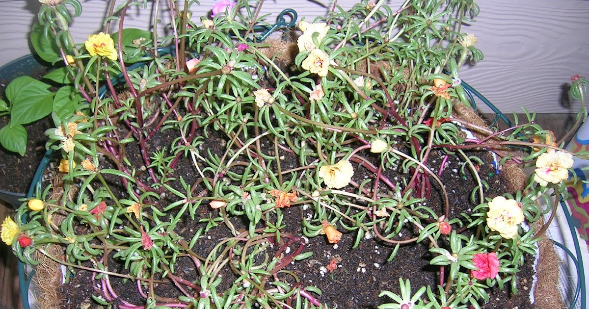 7 ft X 10 ft Garden Dream Portulaca for hanging basket!