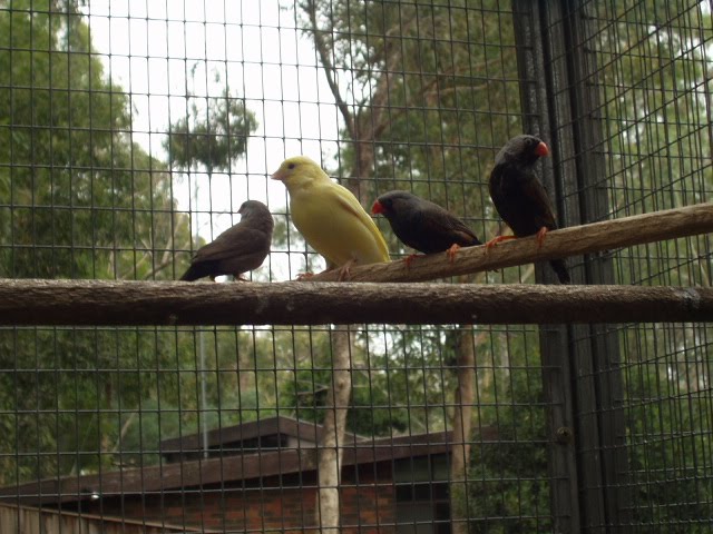 Australian birds in an Eltham back yard: Finches.