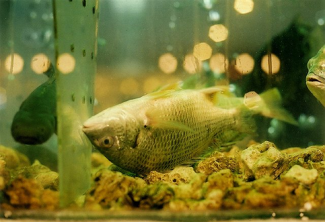 [Poisson-mort.jpg]
