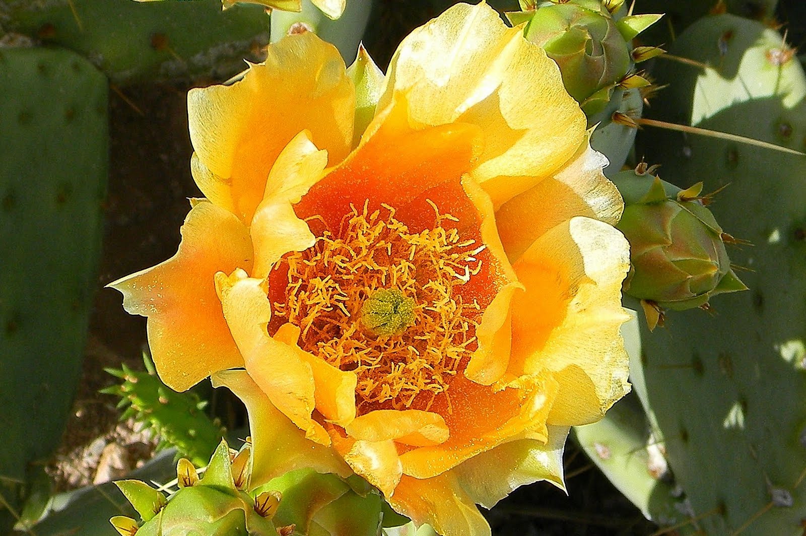 West Valley Daily Photo Mellow Yellow