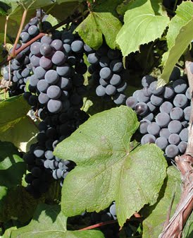 [concord1crop72.jpg]