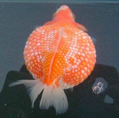 Ikan Mas KoKi
