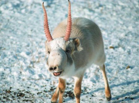 [Горный+сайгак+(Saiga+Antelope).jpg]
