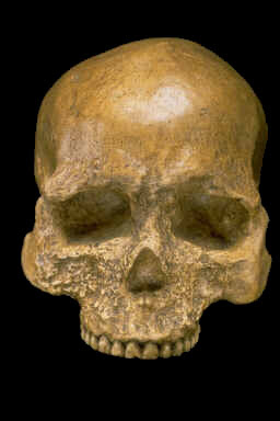 Cro-magnon skull