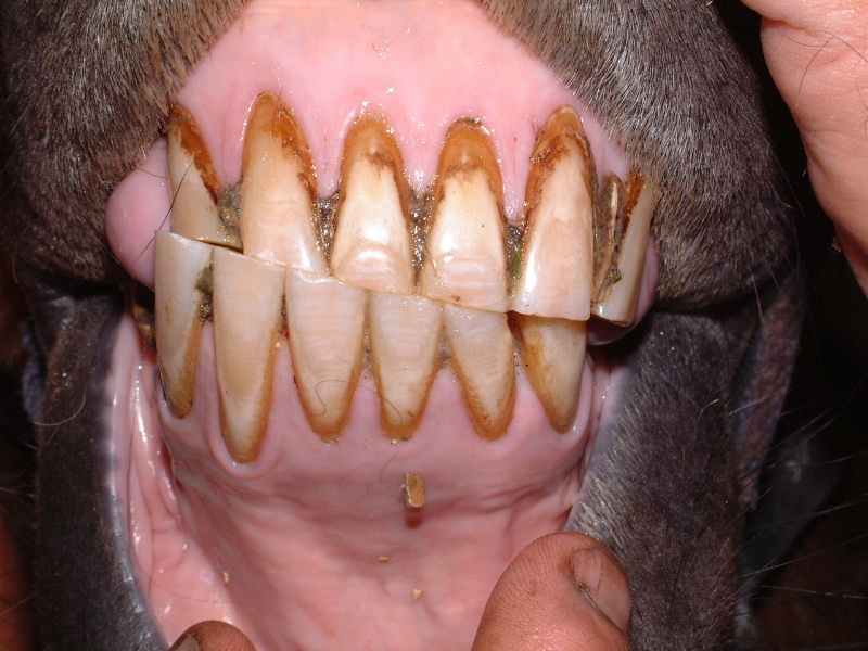 Living a Dream Straight From the Horse's Mouth