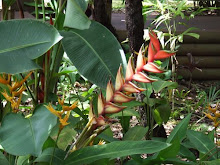 Tropical Flower at Rainforestation