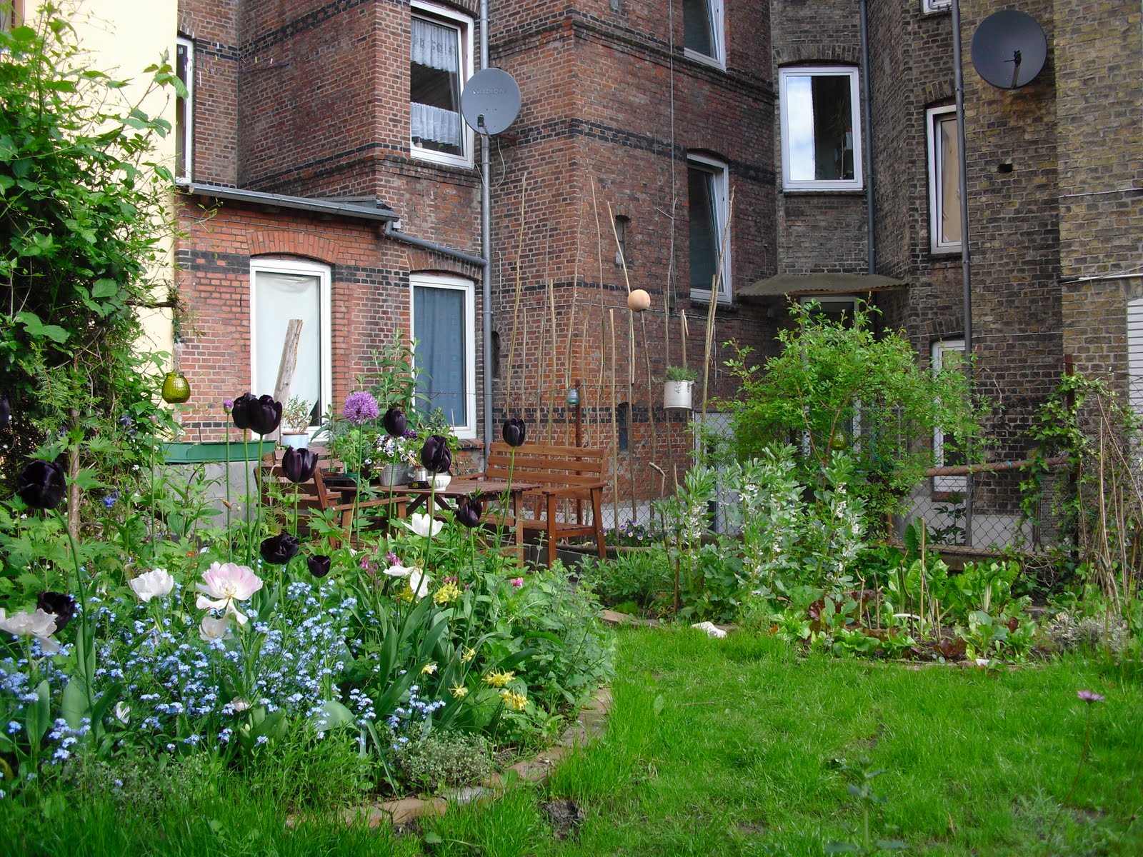 Mauerblumen Über Gemüseanbau in meinem Hinterhof