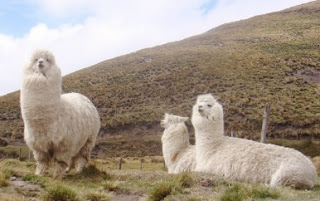 La alpaca, primo cercano de la llama