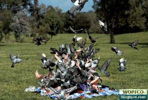 Bird Attack