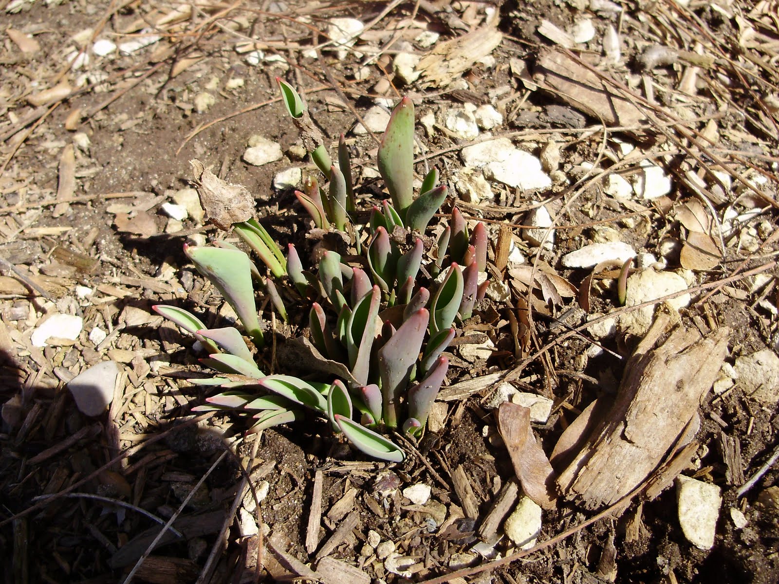 [spring+005.jpg]